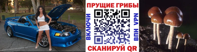 MEGA ссылки  Новый Оскол  Псилоцибиновые грибы GOLDEN TEACHER 